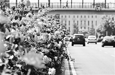 多彩环路月季扮靓初夏京城 多彩环路月季 扮靓初夏京城