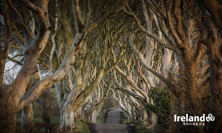 《权力的游戏》第八年,我很怀念它最初的样子 《权力的游戏》第八年,我很怀念它最初的样子