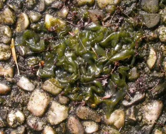 初夏时节，农村有一种美味叫“地皮菜”，你吃过吗？