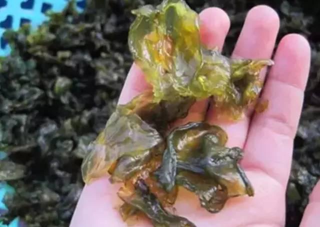 初夏时节，农村有一种美味叫“地皮菜”，你吃过吗？