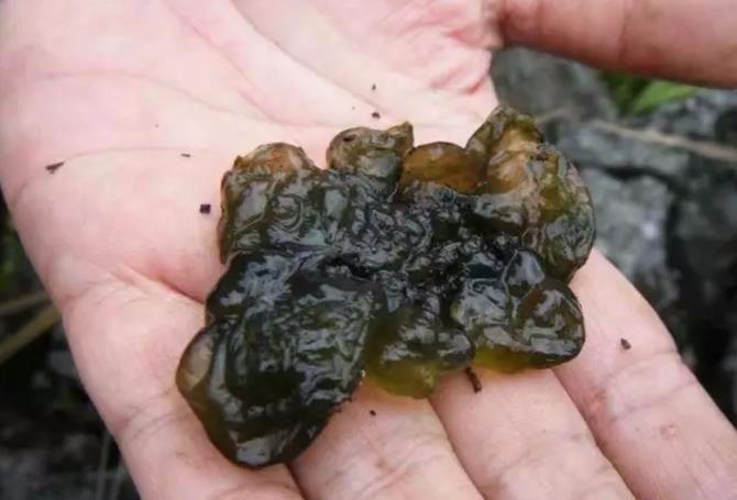 初夏时节，农村有一种美味叫“地皮菜”，你吃过吗？