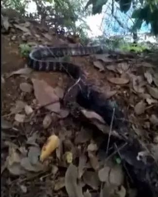 蛇是哪年出生的今年几岁 a420-hwzkfpu8517752.jpg