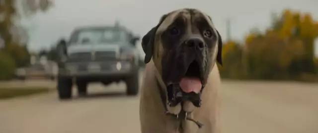 明明一直在笑，却又泪点无数。《一条狗的使命2》感动全场！【观影报告】