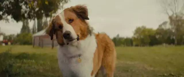 明明一直在笑，却又泪点无数。《一条狗的使命2》感动全场！【观影报告】