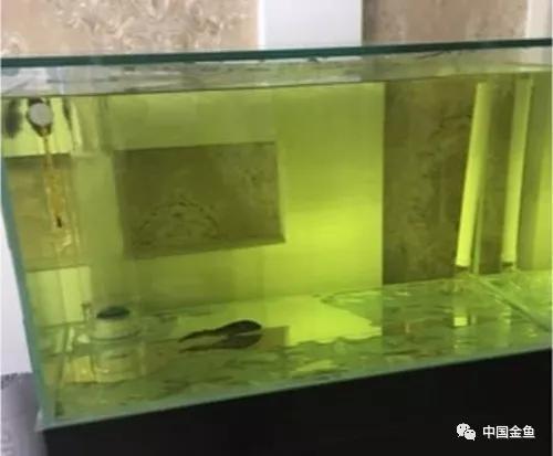 如果不了解黄粉，你还是放弃养鱼吧！