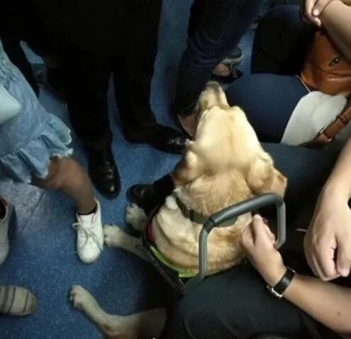 “你带狗上车,我就不开了”盲人带导盲犬坐公交竟遭拒载 “你带狗上车,我就不开了”盲人带导盲犬坐公交竟遭拒载