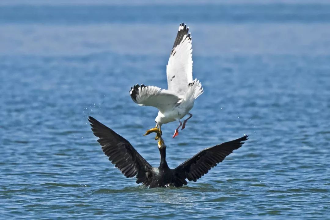 “西湖的小鸳鸯快被野鸭子吃完了！”杭州大伯紧急求助快报，专家淡定回应