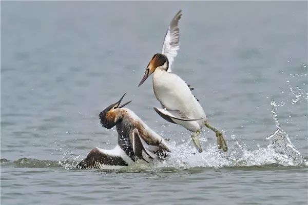 “西湖的小鸳鸯快被野鸭子吃完了！”杭州大伯紧急求助快报，专家淡定回应