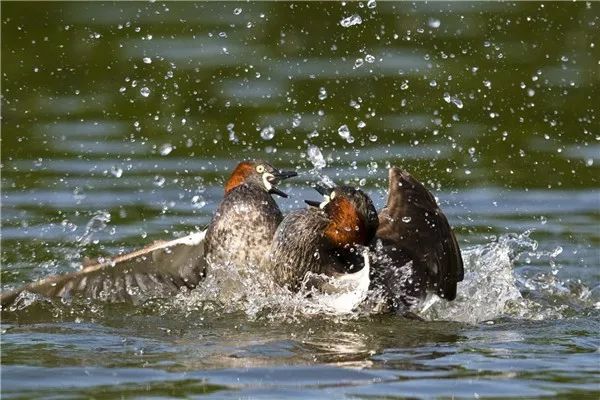 “西湖的小鸳鸯快被野鸭子吃完了！”杭州大伯紧急求助快报，专家淡定回应