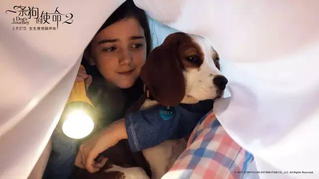 明明一直在笑，却又泪点无数。《一条狗的使命2》感动全场！【观影报告】