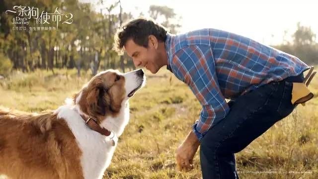 明明一直在笑，却又泪点无数。《一条狗的使命2》感动全场！【观影报告】