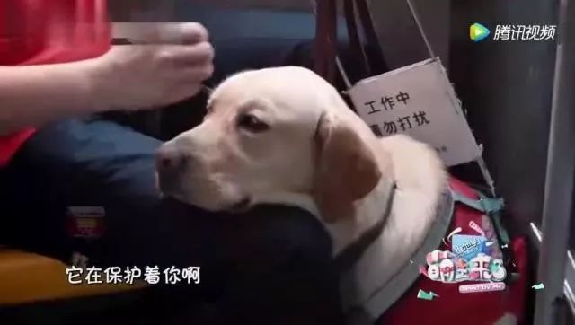 “你带狗上车，我就不开了”盲人带导盲犬坐公交竟遭拒载