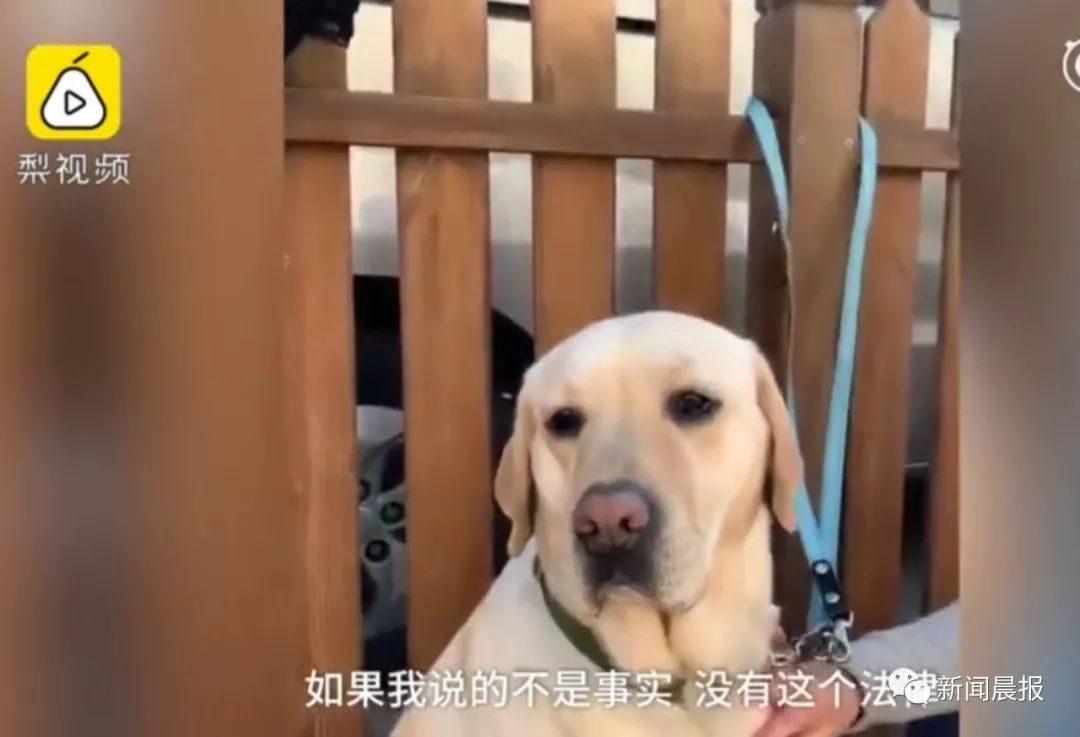 “你带狗上车,我就不开了”盲人带导盲犬坐公交竟遭拒载 “你带狗上车,我就不开了”盲人带导盲犬坐公交竟遭拒载