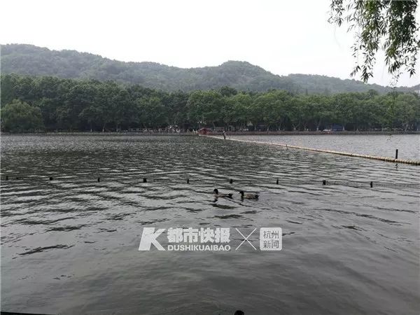 “西湖的小鸳鸯快被野鸭子吃完了！”杭州大伯紧急求助快报，专家淡定回应