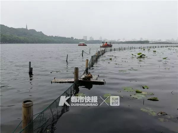 “西湖的小鸳鸯快被野鸭子吃完了！”杭州大伯紧急求助快报，专家淡定回应