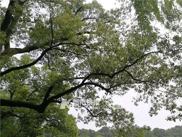 “西湖的小鸳鸯快被野鸭子吃完了！”杭州大伯紧急求助快报，专家淡定回应