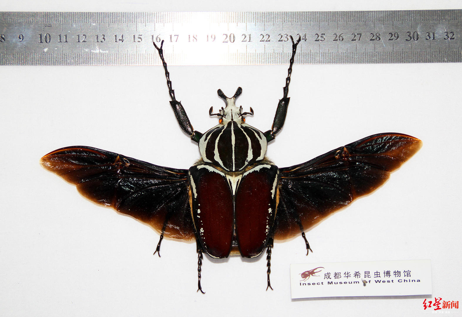 阳彩臂金龟灭绝真相 这种天价甲虫为何重现江湖