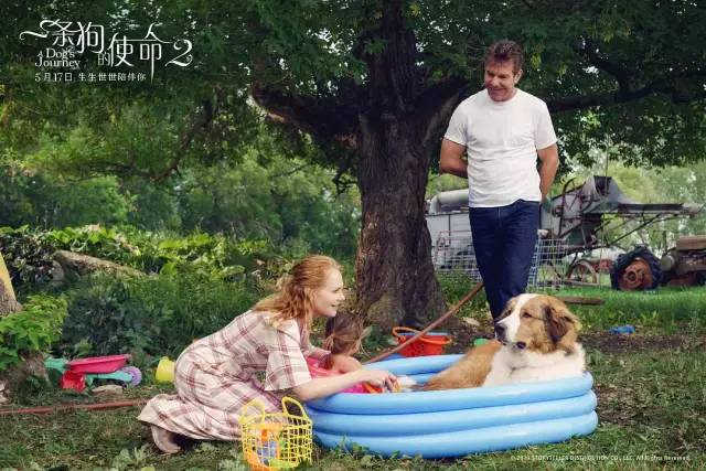 明明一直在笑，却又泪点无数。《一条狗的使命2》感动全场！【观影报告】