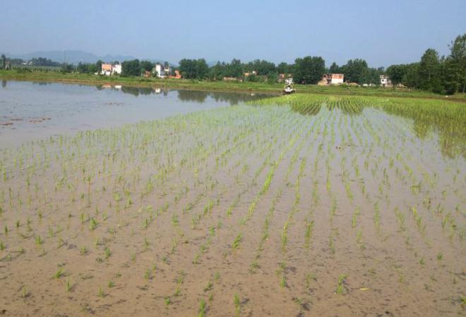种植水稻,移栽后别忘了这4点管理,促进秧苗返青提高存活率