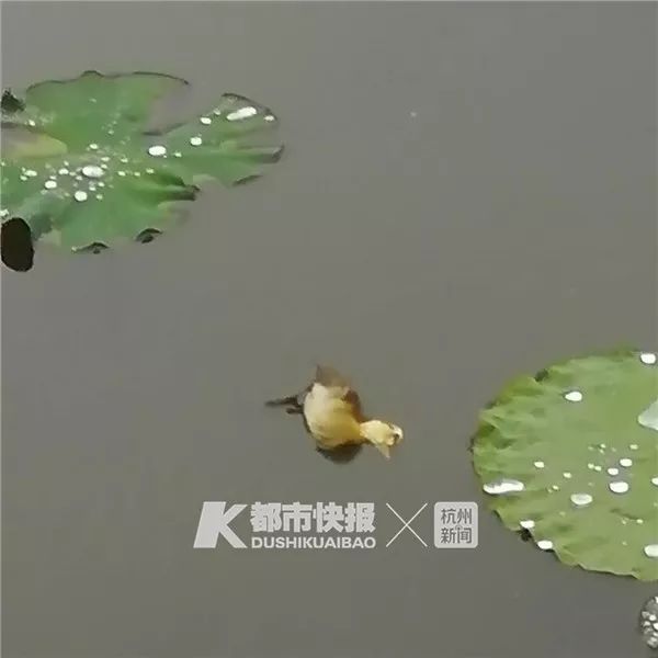 “西湖的小鸳鸯快被野鸭子吃完了！”杭州大伯紧急求助快报，专家淡定回应