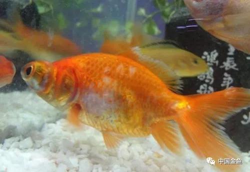 如果不了解黄粉，你还是放弃养鱼吧！