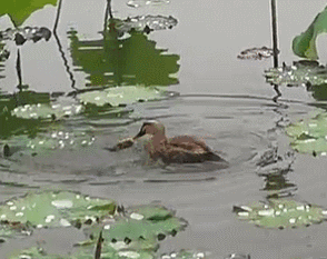 “西湖的小鸳鸯快被野鸭子吃完了！”杭州大伯紧急求助快报，专家淡定回应
