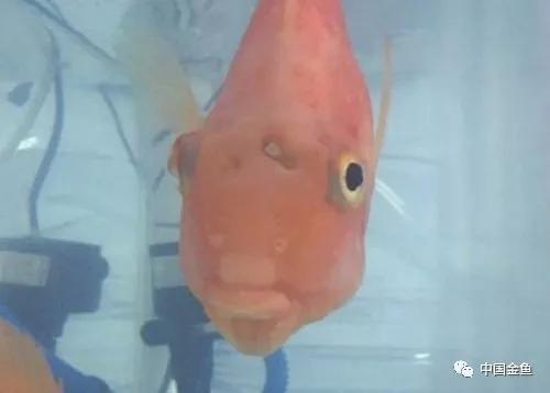 如果不了解黄粉，你还是放弃养鱼吧！