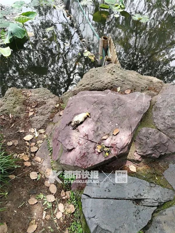 “西湖的小鸳鸯快被野鸭子吃完了！”杭州大伯紧急求助快报，专家淡定回应