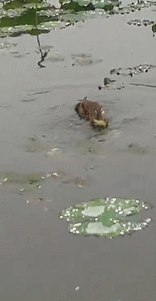 “西湖的小鸳鸯快被野鸭子吃完了！”杭州大伯紧急求助快报，专家淡定回应
