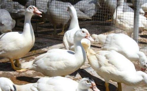 一只活鸭需要50块,烤鸭却只卖18块,你知道这背后的猫腻吗? 一只活鸭需要50块,烤鸭却只卖18块,你知道这背后的猫腻吗?