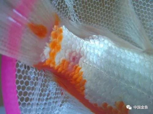 如果不了解黄粉，你还是放弃养鱼吧！