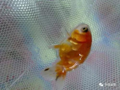 如果不了解黄粉，你还是放弃养鱼吧！