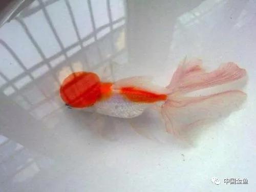 如果不了解黄粉，你还是放弃养鱼吧！