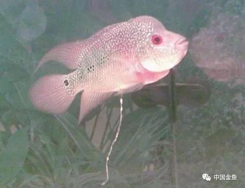 如果不了解黄粉，你还是放弃养鱼吧！