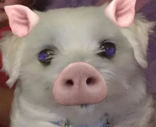 芭芭拉小魔仙，变女装大佬！这个滤镜承包本周笑点