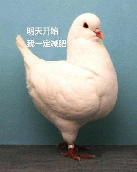 搞笑图片：鸽子表情包|我已经在线上了