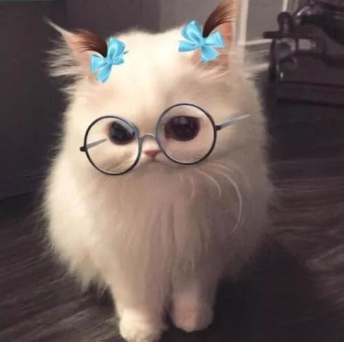 芭芭拉小魔仙，变女装大佬！这个滤镜承包本周笑点