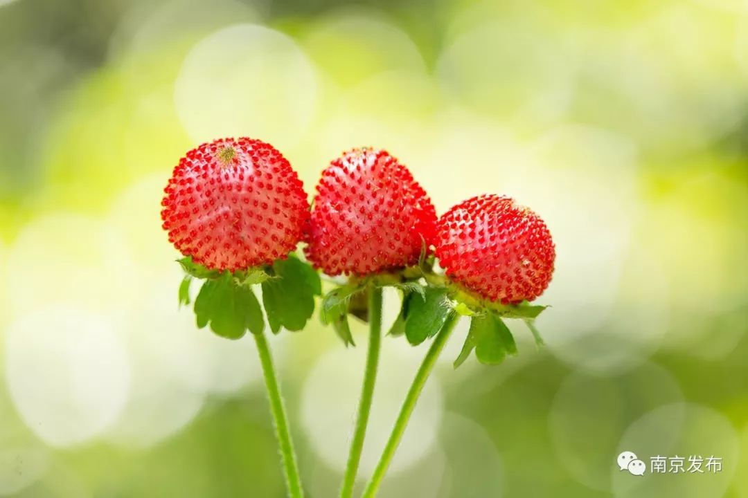 五月，沉醉在初夏的南京