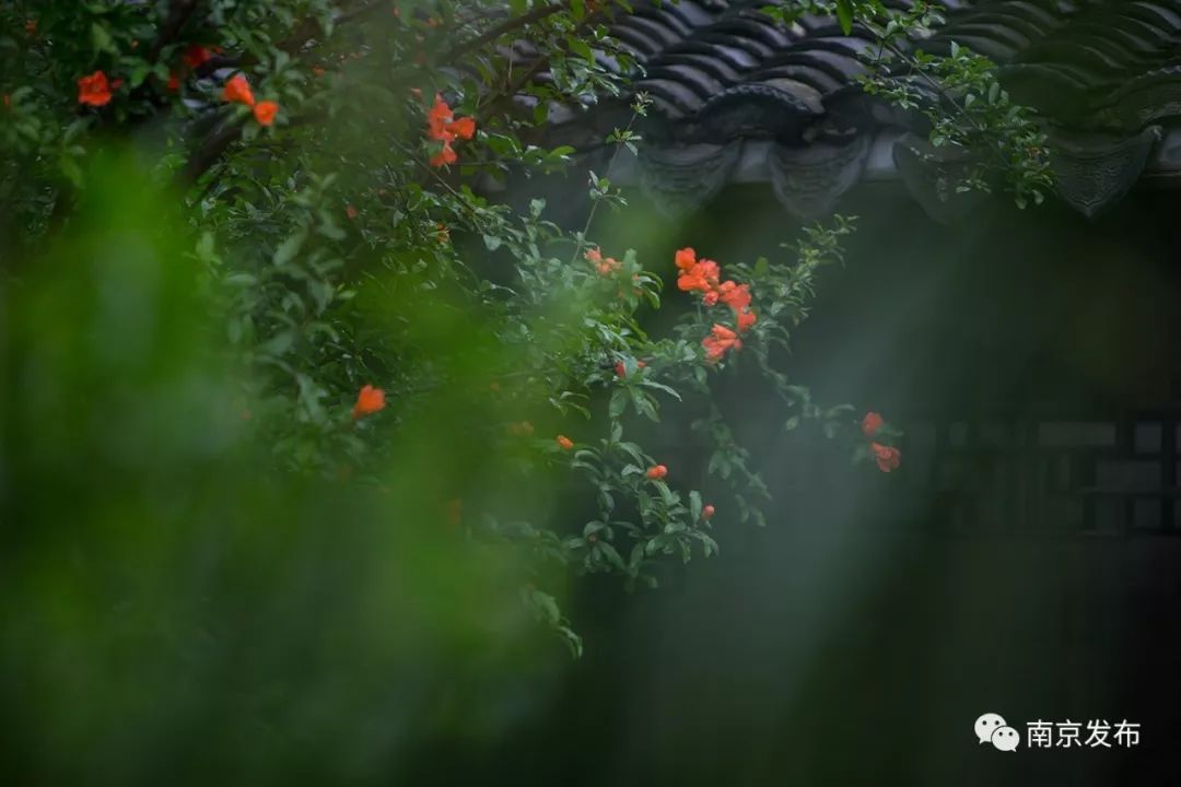 五月，沉醉在初夏的南京