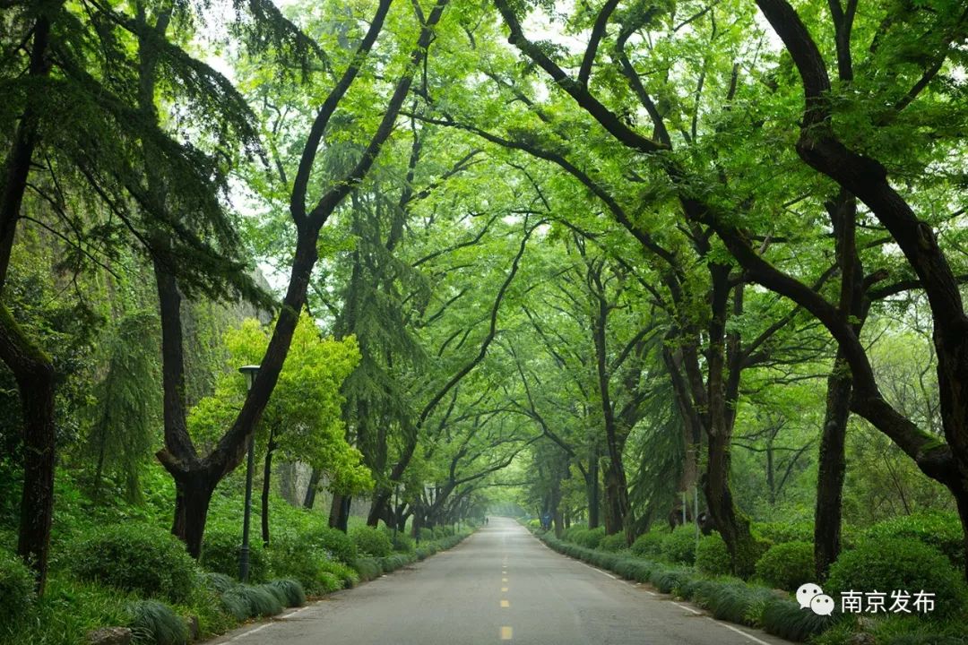 五月，沉醉在初夏的南京