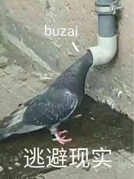 搞笑图片：鸽子表情包|我已经在线上了