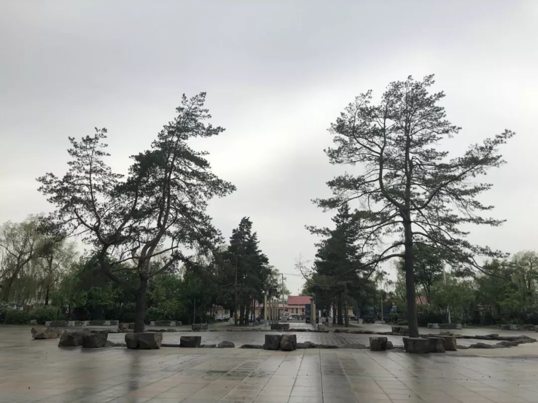 5月16日，宁安火车站广场前，革命烈士纪念碑原址处栽种了松树，并安装了景观灯。新京报记者王瑞锋  摄