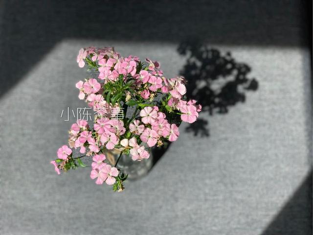 白茶中不应该出现的六种味道，遇到这些怪味，请不要喝！