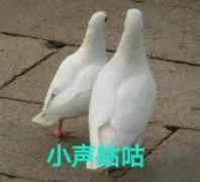 搞笑图片：鸽子表情包|我已经在线上了