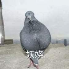 搞笑图片：鸽子表情包|我已经在线上了