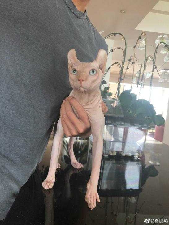 霍思燕现在都当太姥姥了！《妈超》时她家猫下崽，如今崽又生崽啦