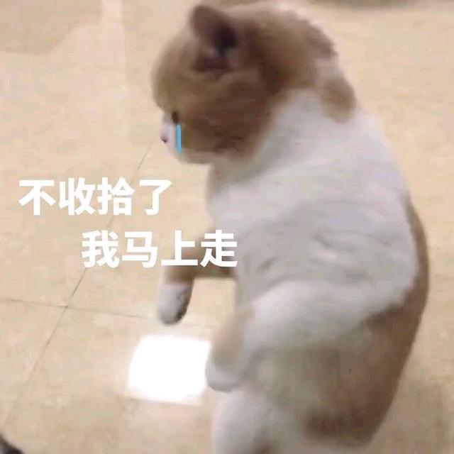 搞笑图片:可爱猫咪的表情包|我的悲伤大概有这么大