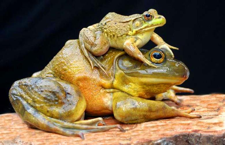 牛蛙60年前被引入我国，被大量养殖后用于餐饮业，但明令禁止放生