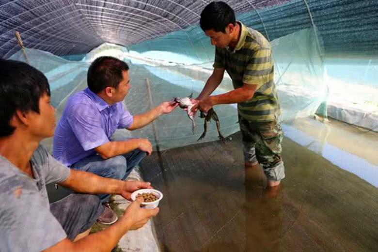 牛蛙60年前被引入我国，被大量养殖后用于餐饮业，但明令禁止放生