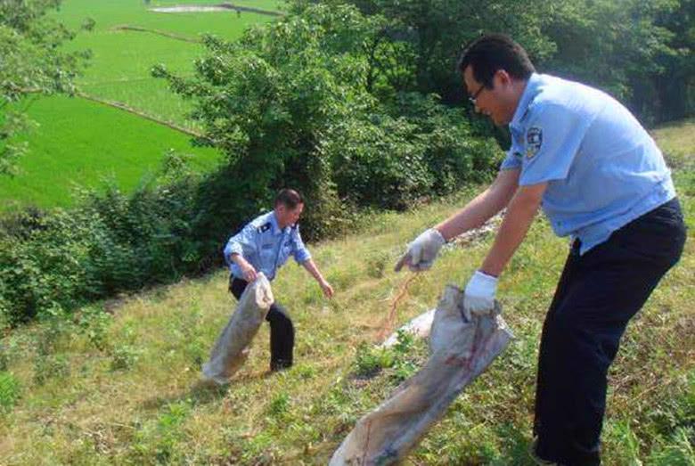 牛蛙60年前被引入我国，被大量养殖后用于餐饮业，但明令禁止放生
